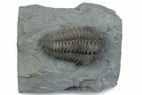Flexicalymene Trilobite - Mt Orab, Ohio #375197-1